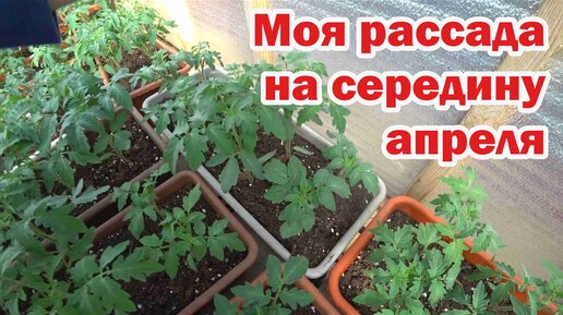 Моя рассада на середину апреля