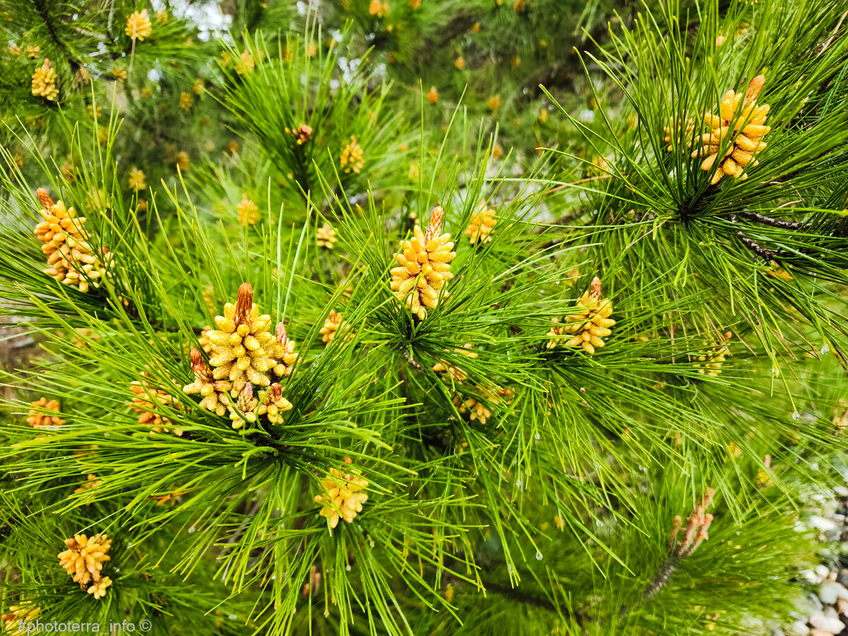 В начале апреля цветут пицундские реликтовые сосны. Абхазия. Фото: Корчагина Татьяна