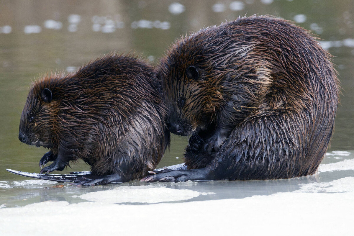 Канадский Бобр (Castor canadensis)