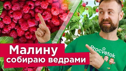 Хотите крупную и сладкую малину? Проведите важные работы в апреле - и урожай будет некуда девать!