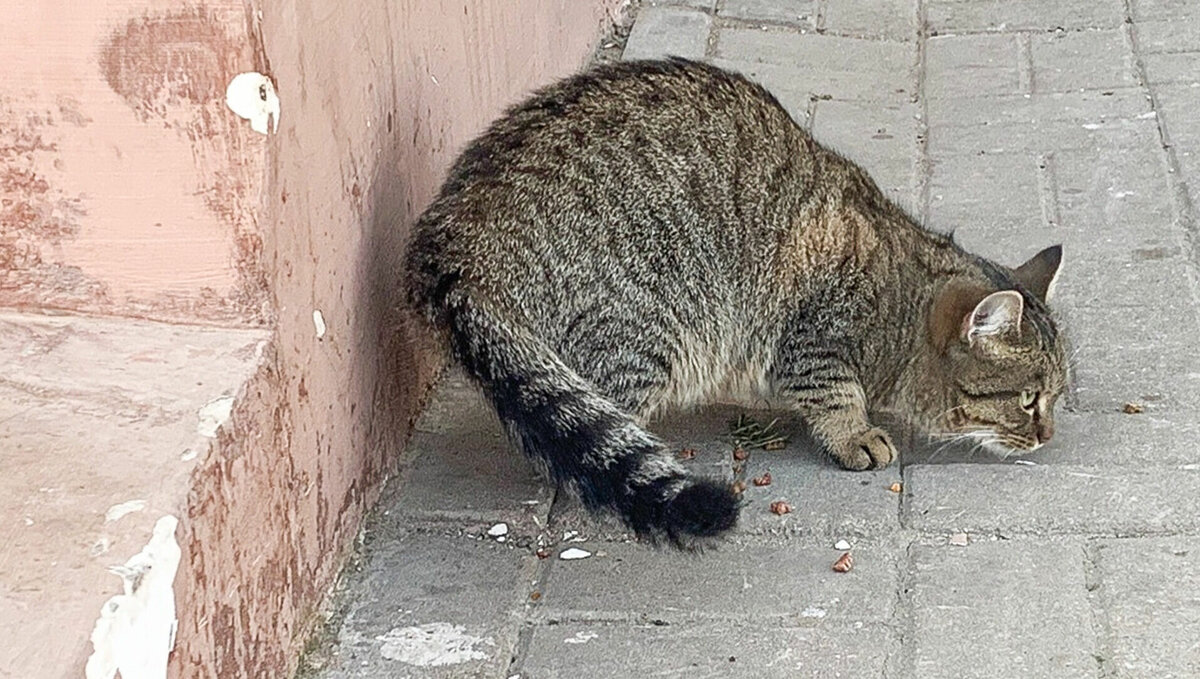     Власти Ижевска не смогли найти частного инвестора для строительства муниципального приюта для бездомных животных, проект которого обсуждается с 2021 года. Об этом в прямом эфире радио «Адам» 18 апреля заявил глава города Олег Бекмеметьев.