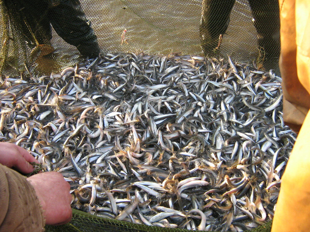 Фото с сайта: https://activefisher.net