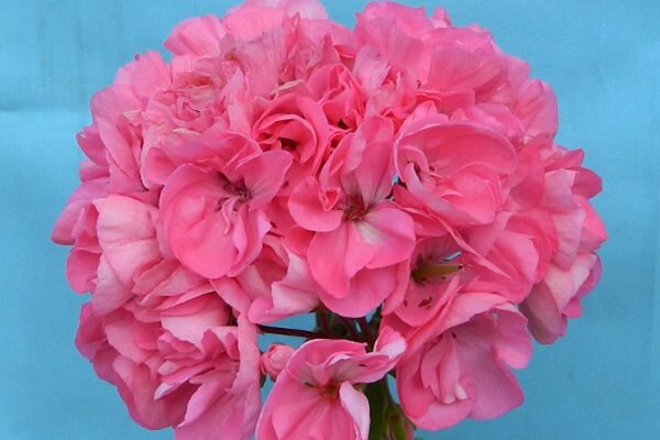 Пеларгония Bold Limelight: описание сорта, характеристики, особенности посадки и ухода, отзывы