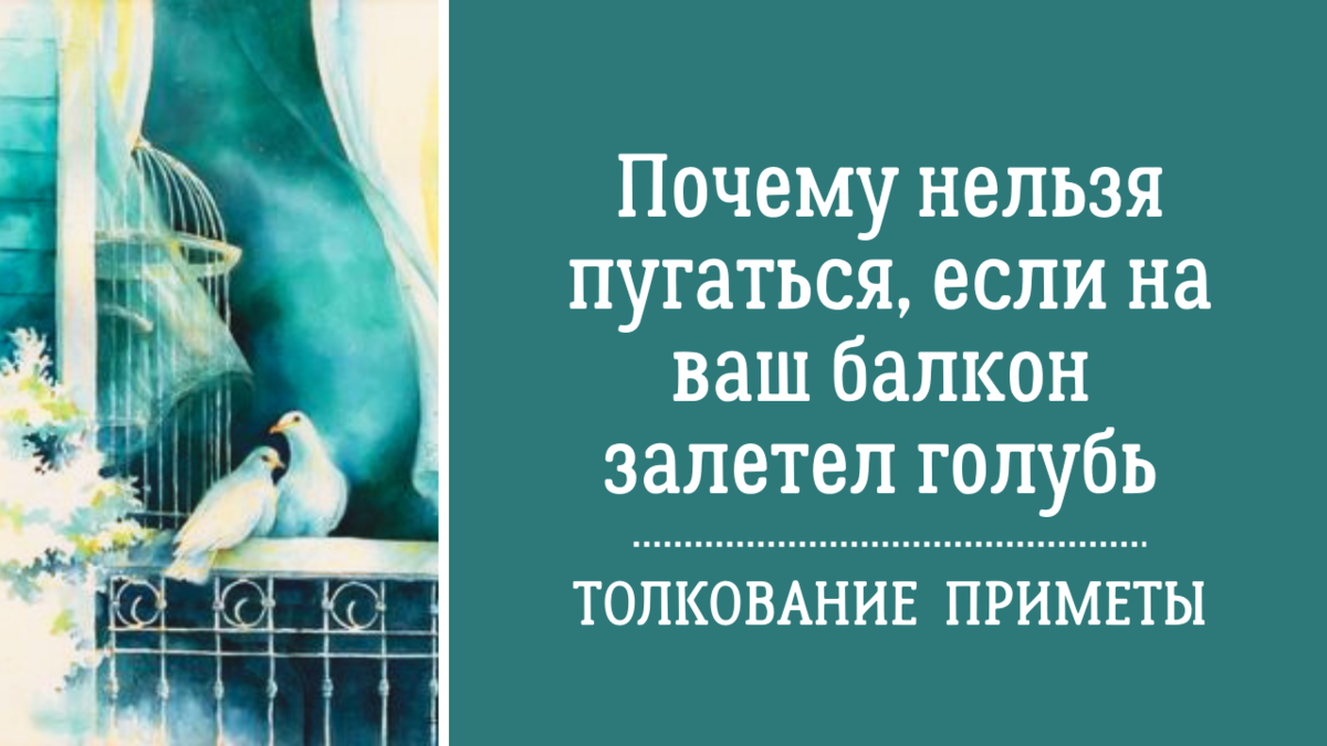 Почему нельзя пугаться, если на ваш балкон залетел голубь. Толкование  приметы | Анна Клишина. Путешествия без границ | Дзен