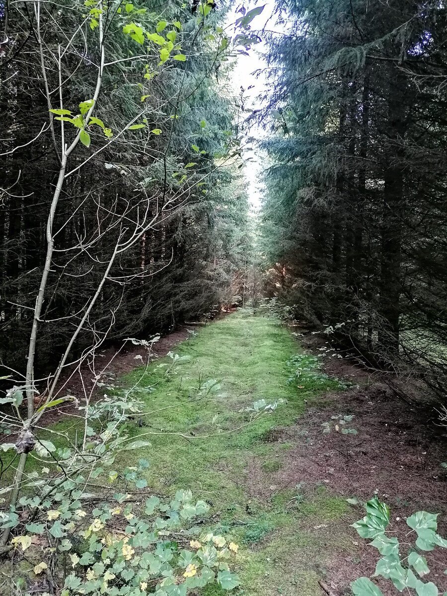 Дорожка из зеленого мха ведет меня дальше