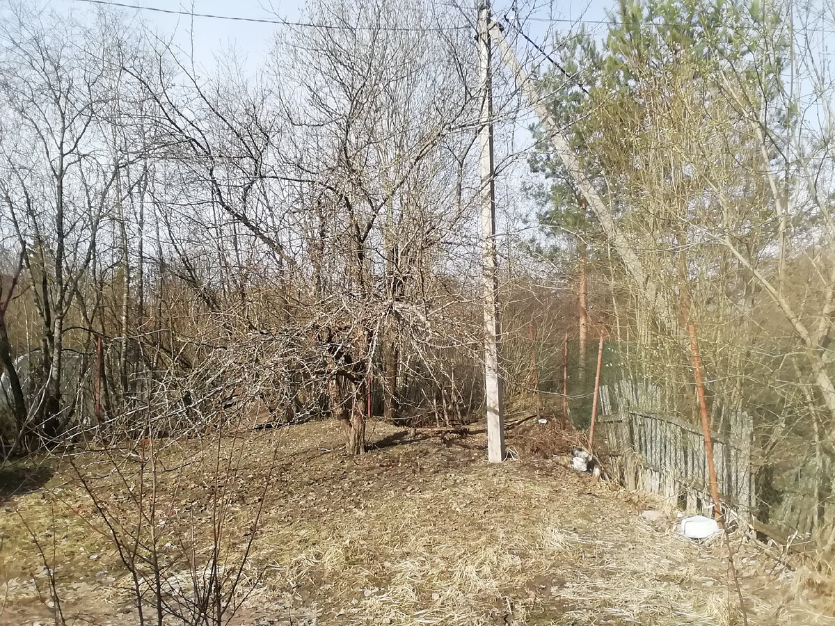 Красницы. Участок. В центре на фото - яблоня "Антоновка". 