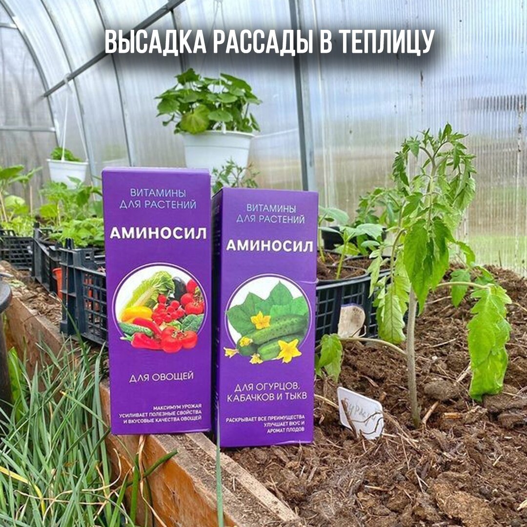 Укрепляем иммунитет при высадке в теплицу с АМИНОСИЛ