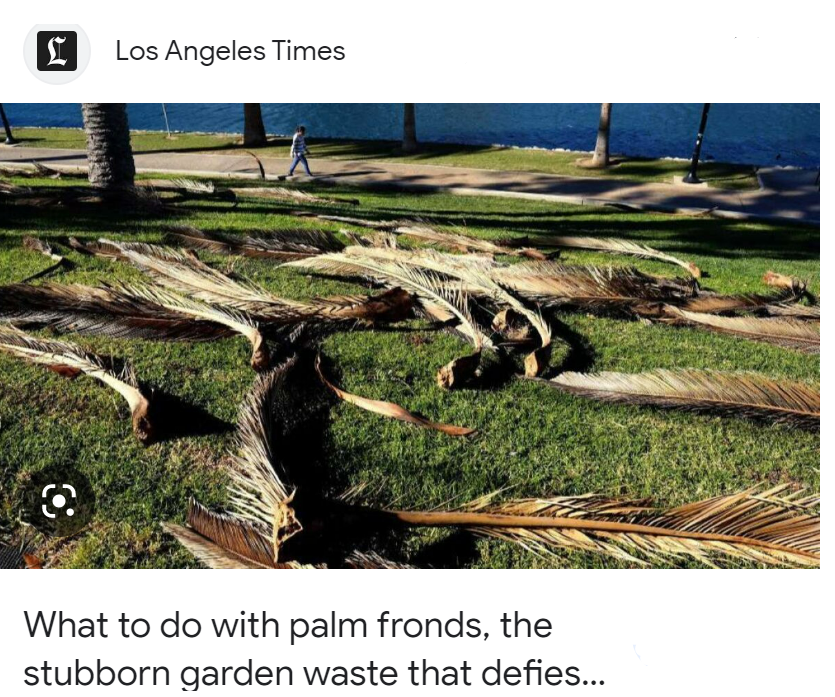 Cкриншот-цитата из анонса статьи https://www.latimes.com/home/la-hm-ga-what-to-do-with-fallen-palm-fronds-20181103-story.html 