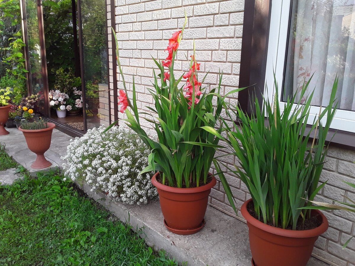 Недострой крыльца и отмостки