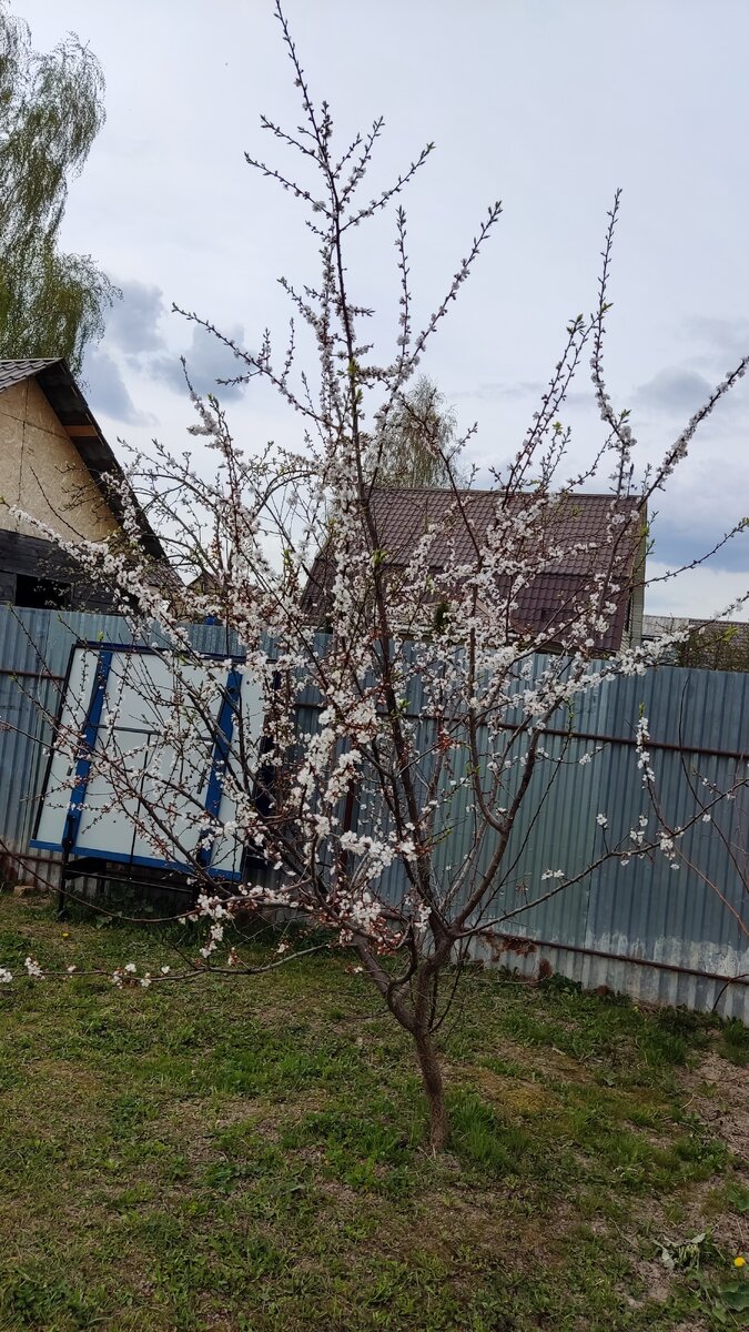 Распустился...