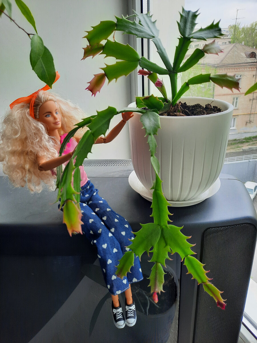 от такой красоты и цветы растут активнее!