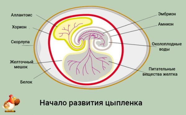 Глотает с яйцами - превосходная коллекция русского порно на rekon36.ru