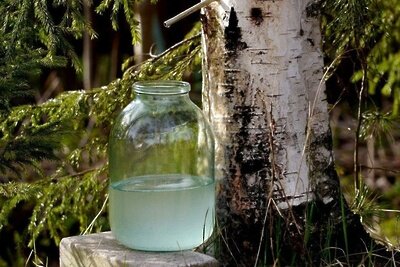    Березовый сок © Пресс-служба Комитета лесного хозяйства Московской области