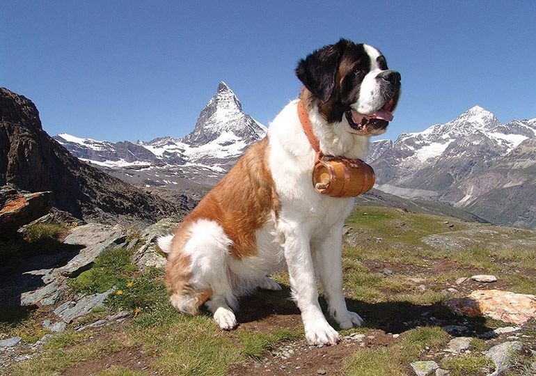 Сен бернард. Сенбернар. Сенбернар (Saint Bernard). Сенбернар Райттес бренди Беар. Сенбернар Бенедиктин.