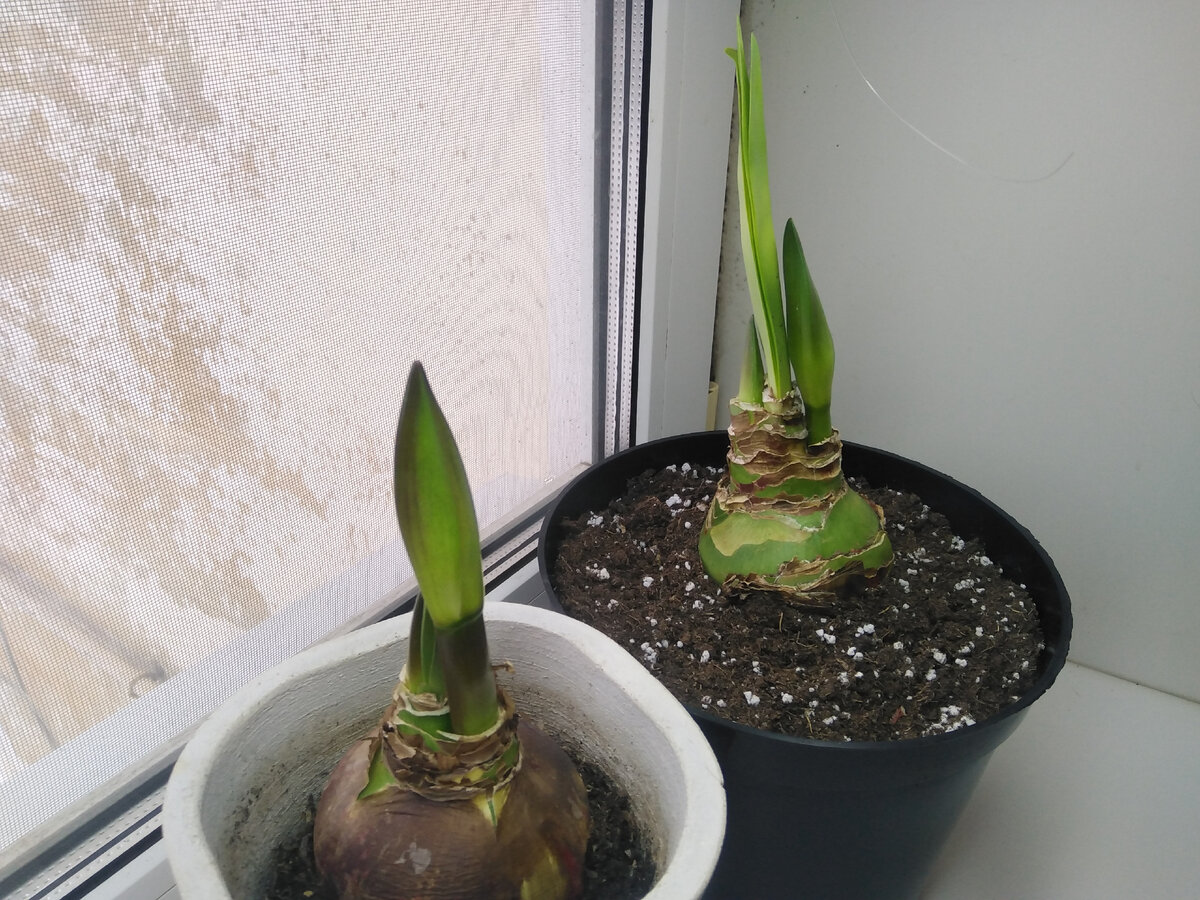 Появление цветочных стрелок говорит только о том, что когда-то давно за ними хорошо ухаживали))