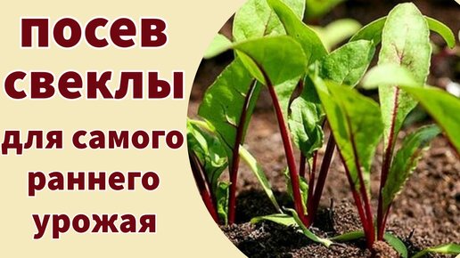 СЕЮ СВЕКЛУ В НОГИ К ТОМАТАМ. Совмещенные посадки для самого раннего урожая