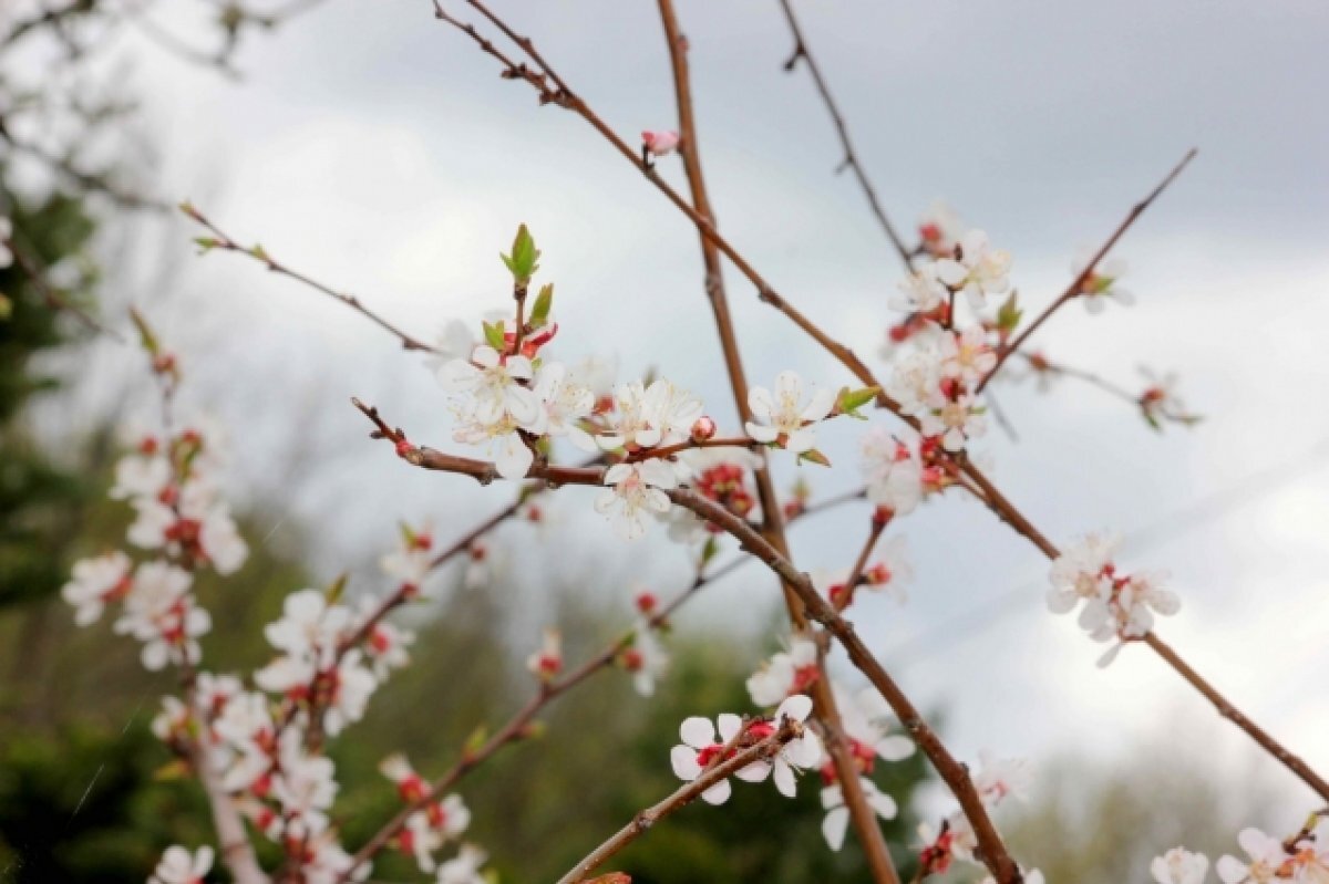    Курян предупредили о возможном тумане с 3 на 4 мая по области