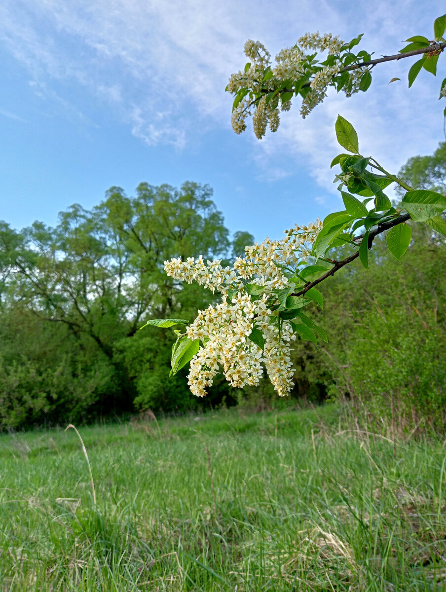Отцветает черемуха