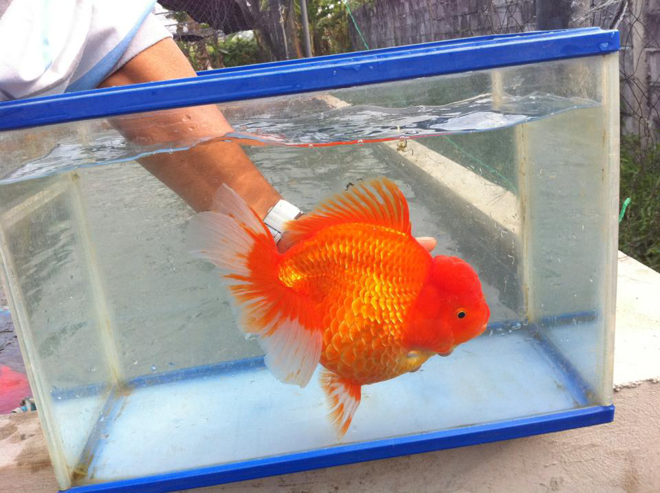 АК100696 Аквариум Gold Fish 30/13 л. d=30см.