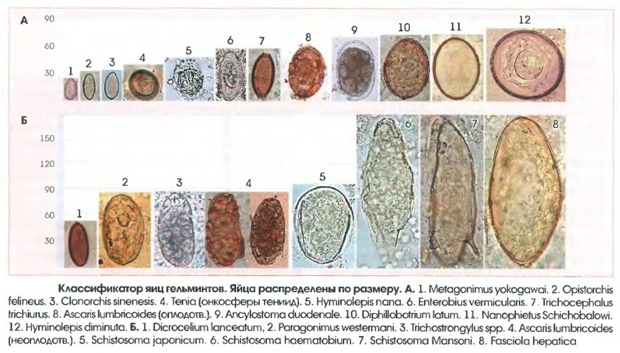 Сколько готовится кал на яйца глистов. Яйца онкосферы тениид. Яйца гельминтов микроскопия. Строение яиц гельминтов.