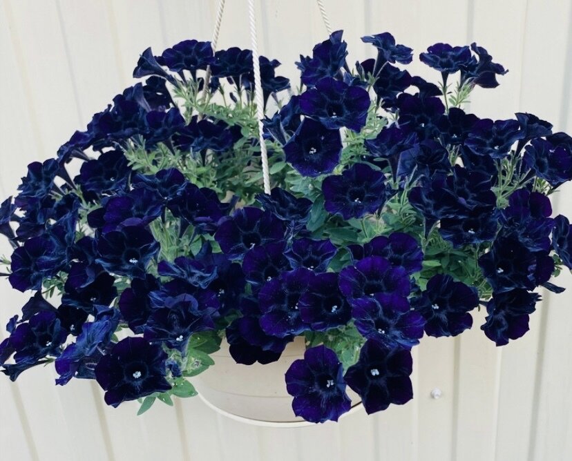 "Не бойся – режь!" - подруга, у которой всегда шикарные пушистые кусты ...