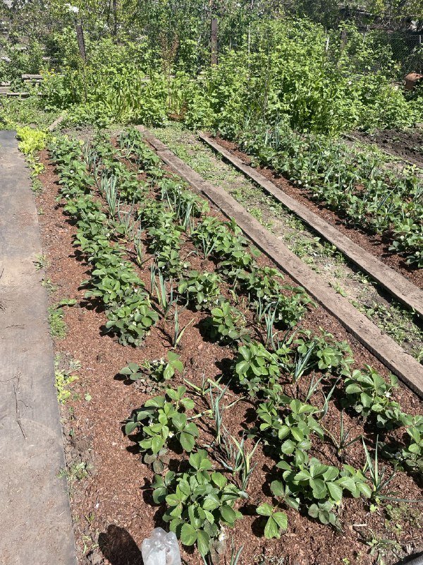 Мои грядки.