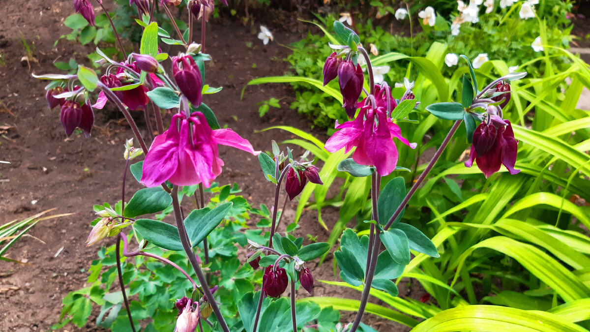 Красавица аквилегия из моего сада