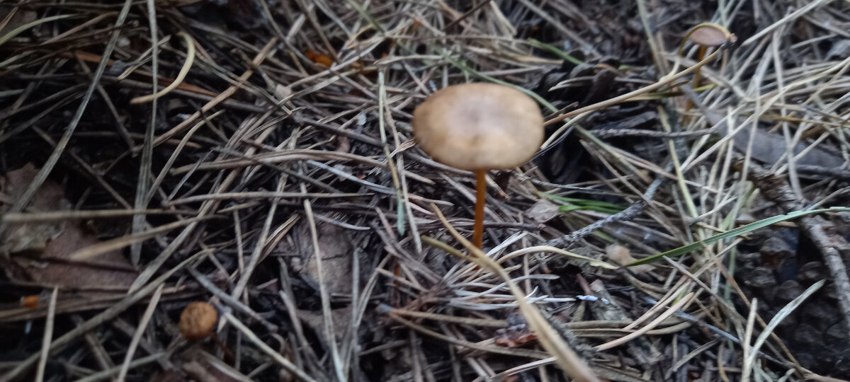 Снова стробилюрусы