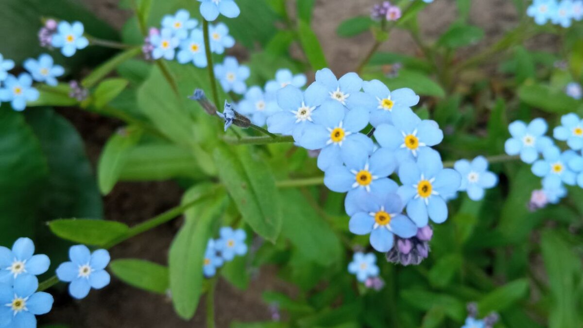 Притча о цвета. Незабудки. Фото автора