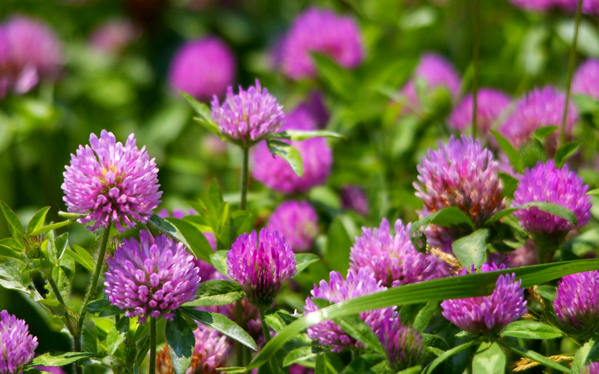 Клевер красный, udobreniya.net