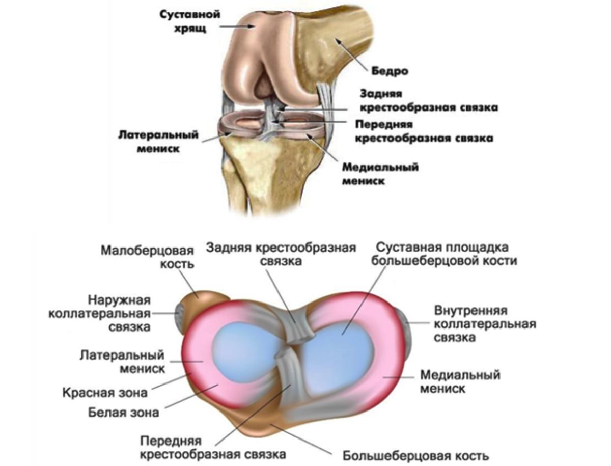 Капсульно-связочный аппарат коленного сустава. Передняя крестовая связка колена. Разрыв крестообразной связки. Задняя крестообразная связка.