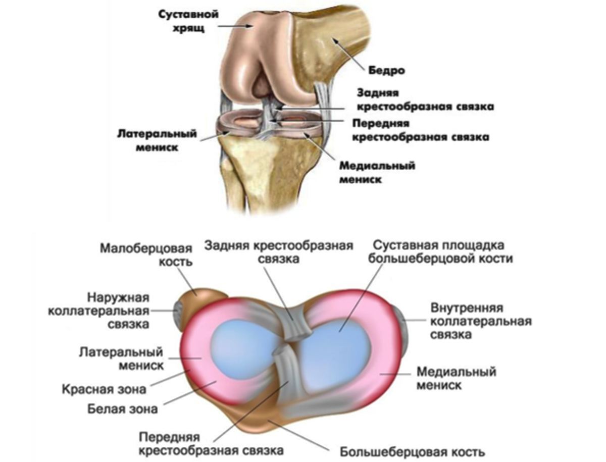 Крестовидная коленная связка. Капсульно-связочный аппарат коленного сустава. Передняя крестовая связка колена. Разрыв крестообразной связки. Задняя крестообразная связка.