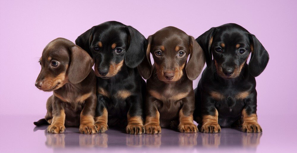 Коричнево-подпалые и черно-подпалые щенки