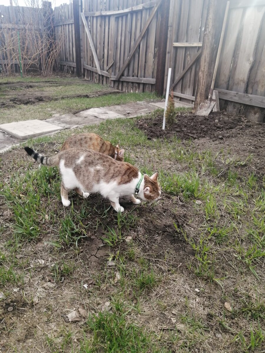 На пастбище)))