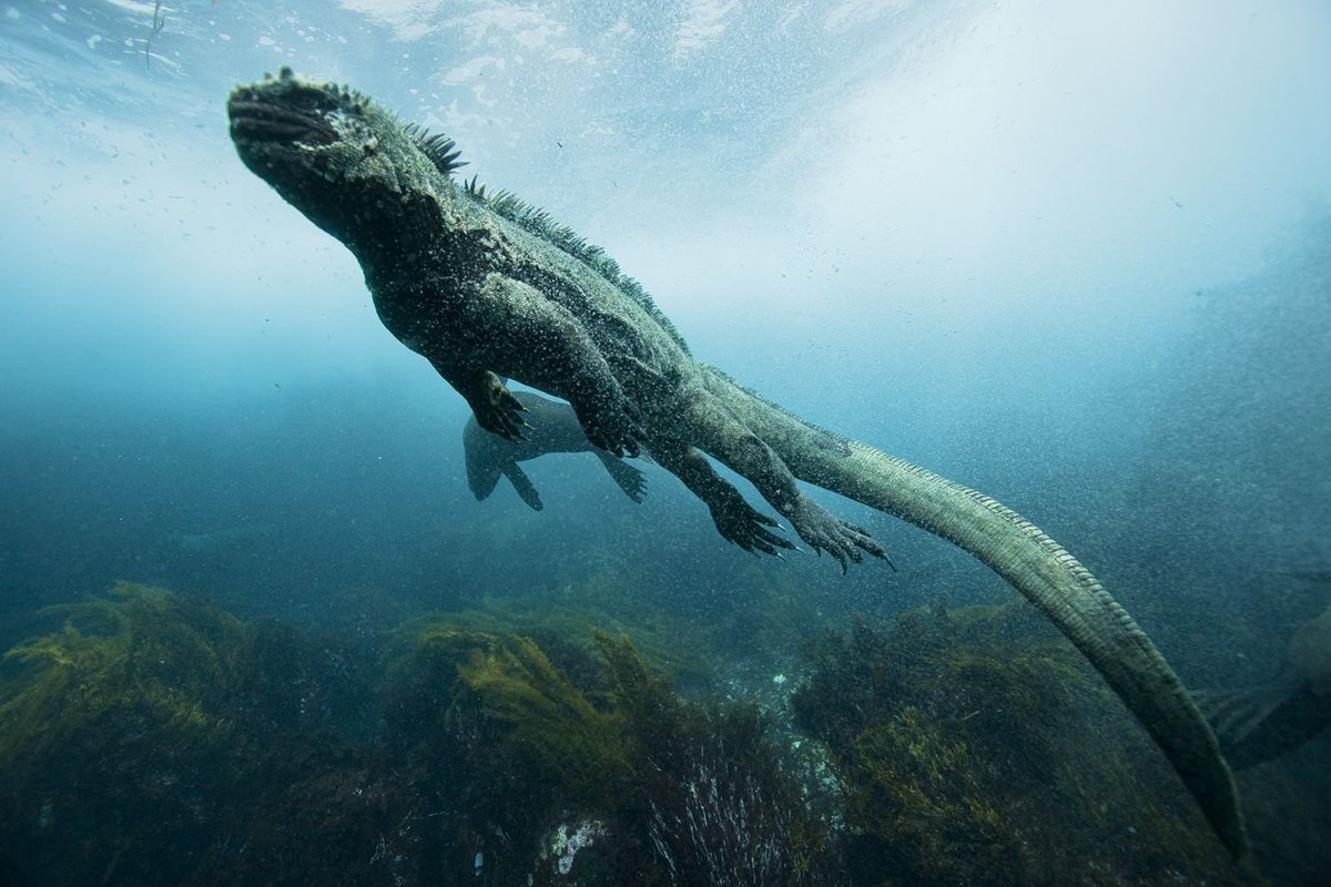 Морская игуана фото под водой