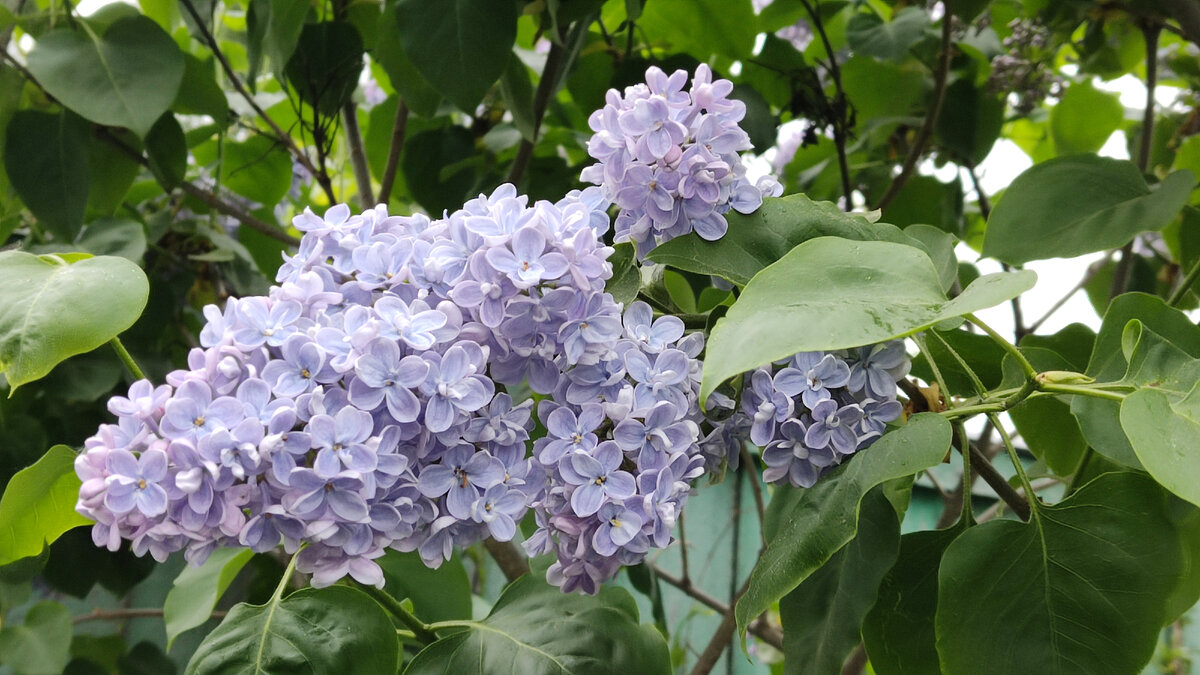 7 Things to Know about Lilac Bushes Lilac bushes, Lilac tree, Lilac flowers