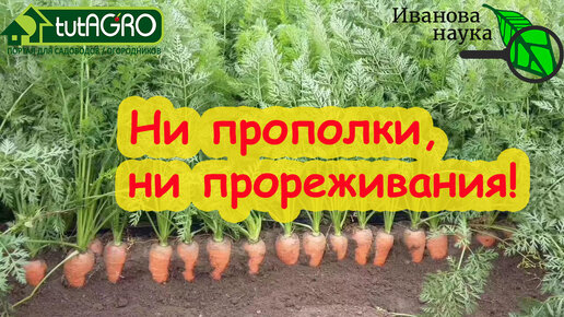 Download Video: МОРКОВЬ ТАКАЯ ГЛАДКАЯ, РОВНАЯ, СОЧНАЯ и ВКУСНАЯ - не надо КОНФЕТ! Просто посейте морковь без прореживания и будете сеять так всегда!