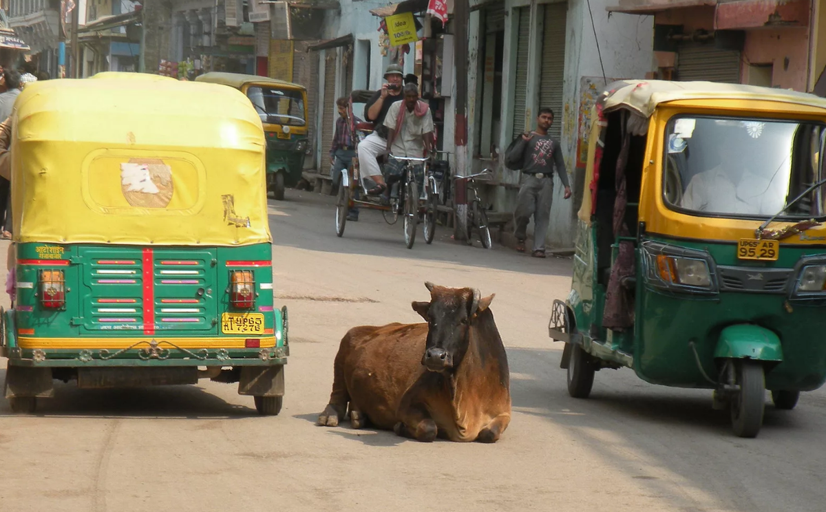 Коров никто не гоняет, они лежат прямо на дороге. И ночью тоже, но их не видно