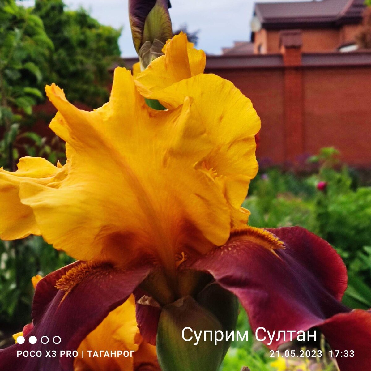 Ирис Суприм Султан 