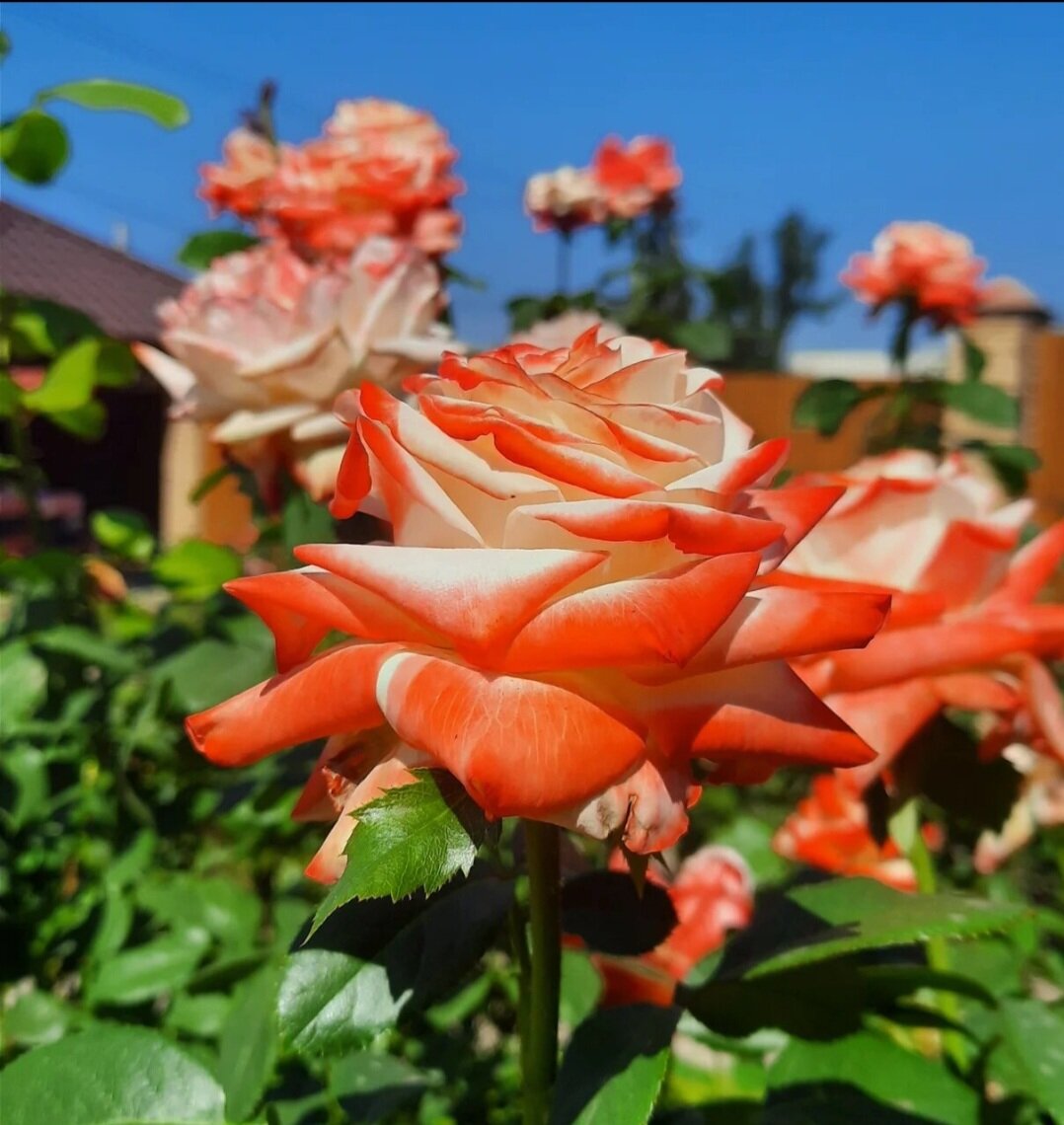 Императрица Фарах. Настоящая аристократка. Растет на центральной клумбе перед домом.