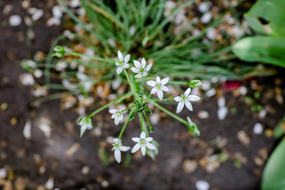    Индийский лук:Unsplash/Игорь Антипов