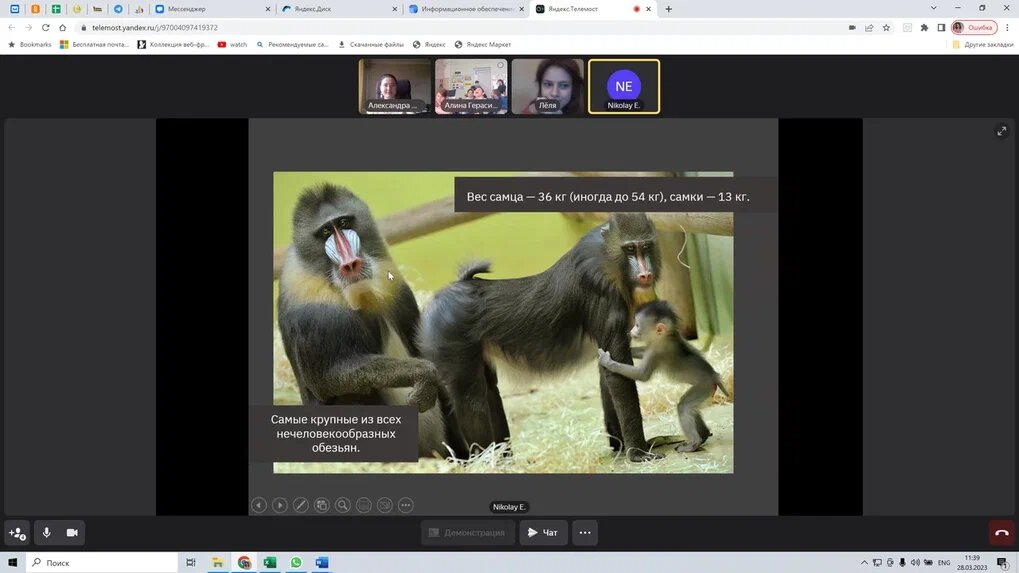 Обезьяны с синим носом - тоже отличная тема! 