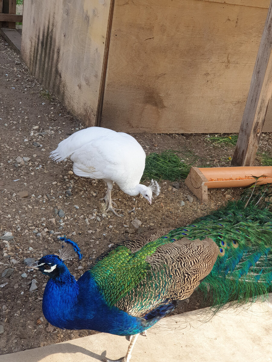 Вот этот красавец.