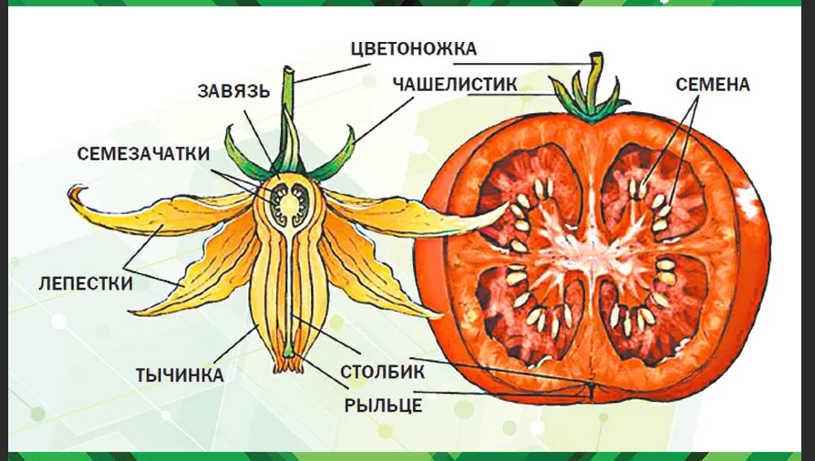 Строение семени томата