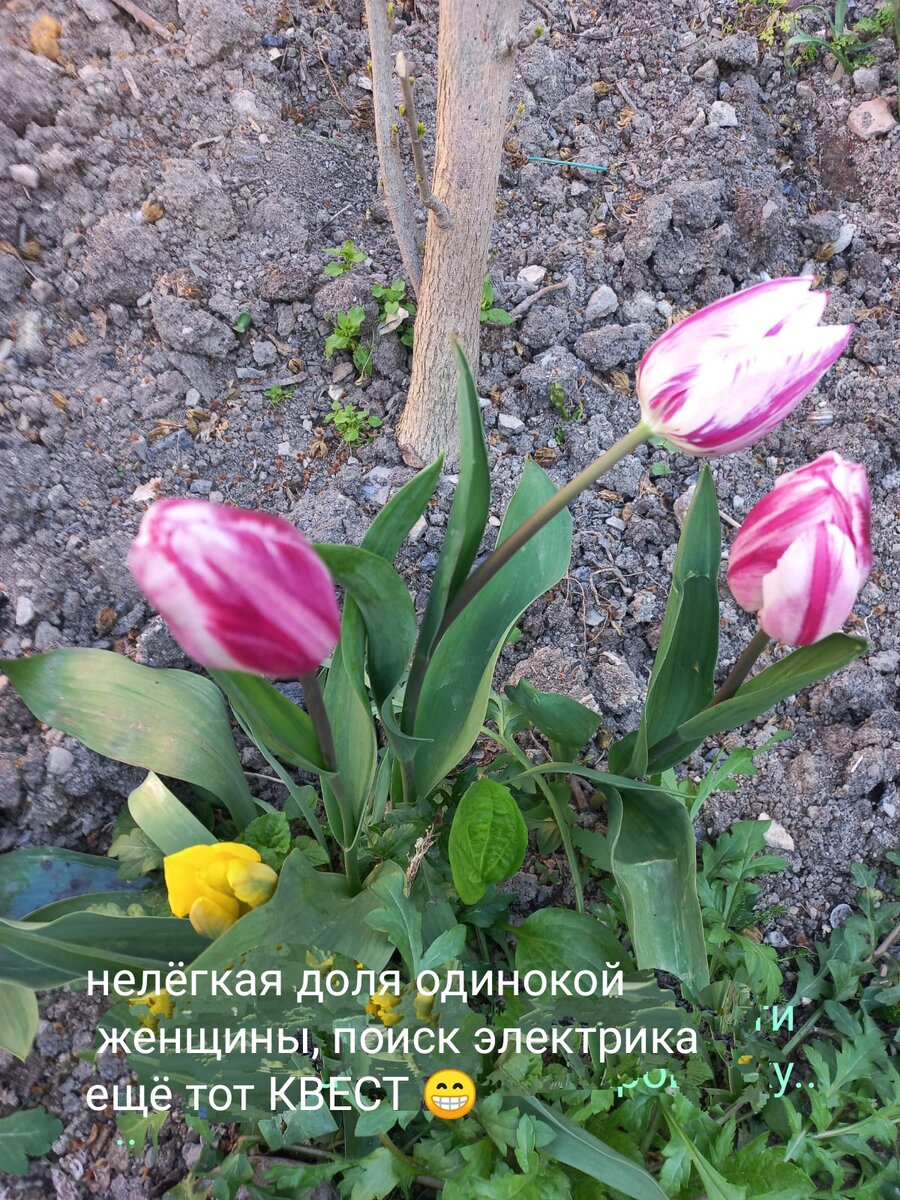 Иллюстрация на фоне моих цветочков. 