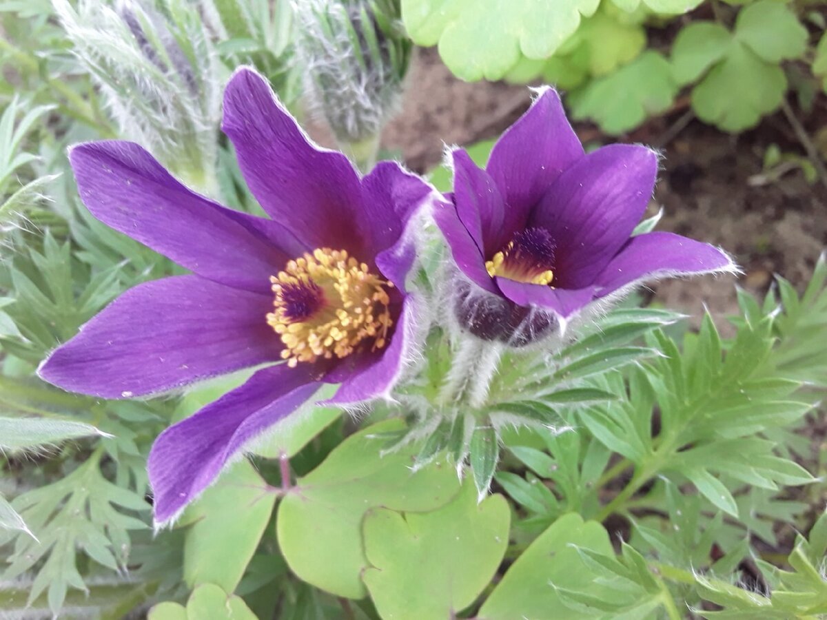 Прострел обыкновенный