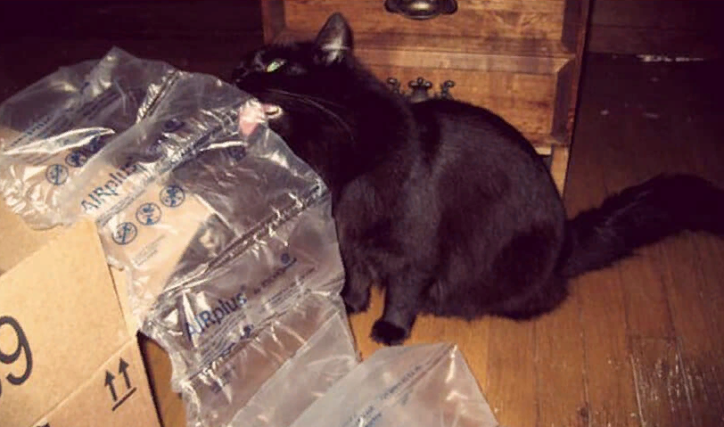 Почему коты так любят лизать пакеты: причины и объяснения