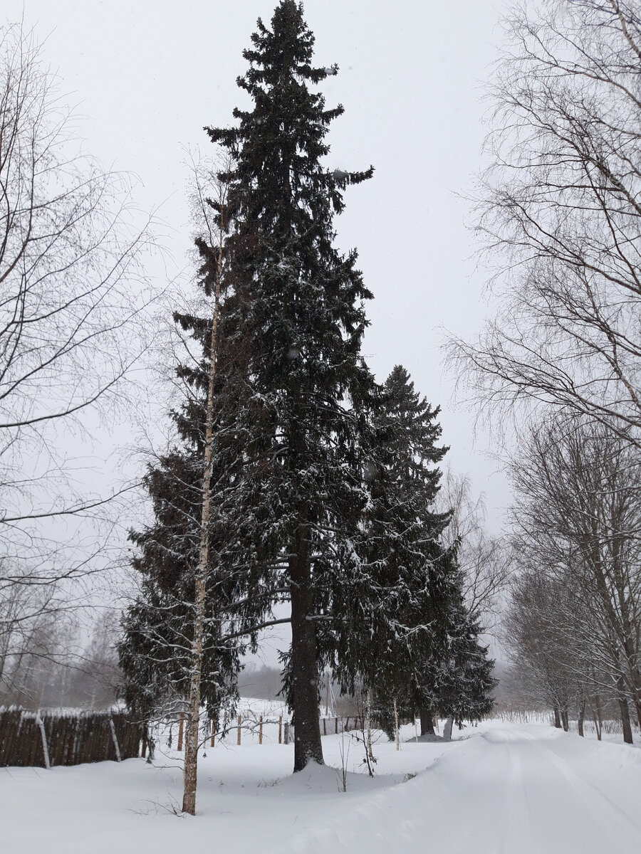 Вековые ели на территории усадьбы в Любенске