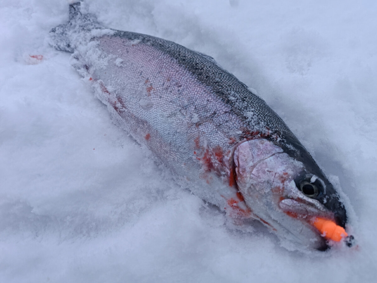 Зимняя рыбалка на кумжу. Мормышка на форель зимой. Форель со льда. Севанский ишхан рыба. Ратлины на форель зимой.