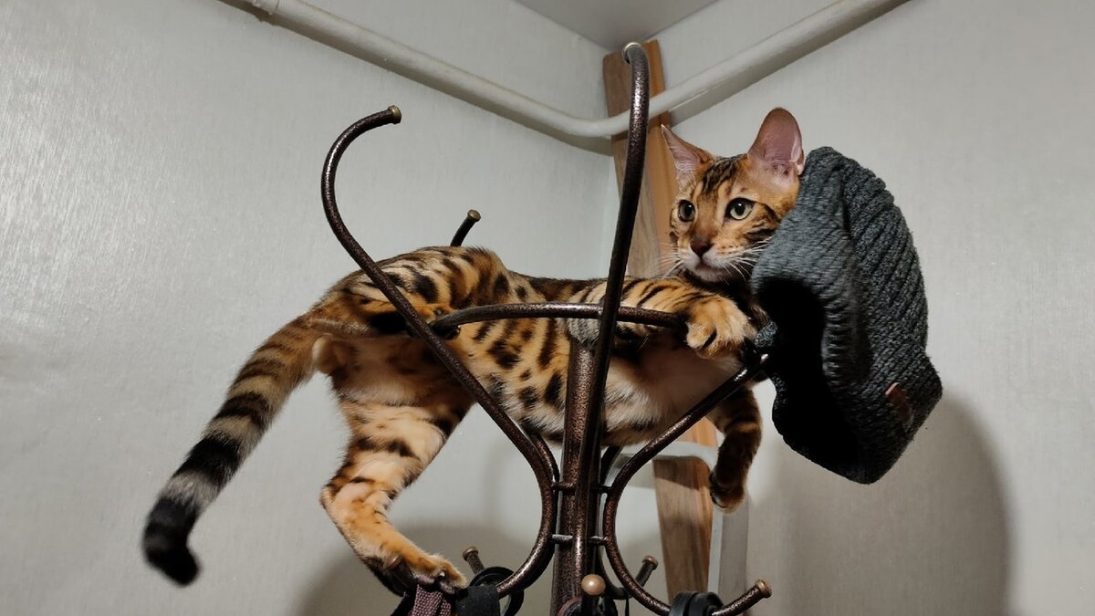 Лежанка у кота должна быть удобной